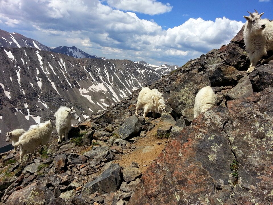 Quandary peak animals