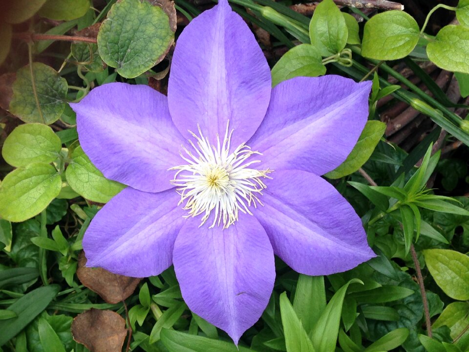 Blossom flower