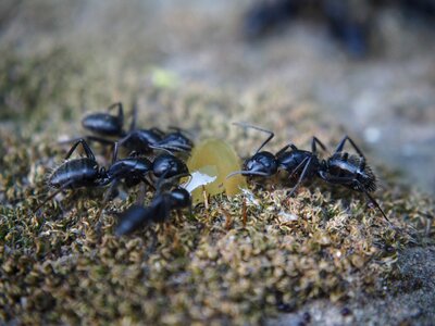Nature insect thread