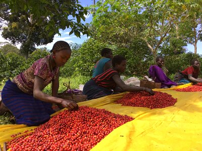 Ethio coffee farm