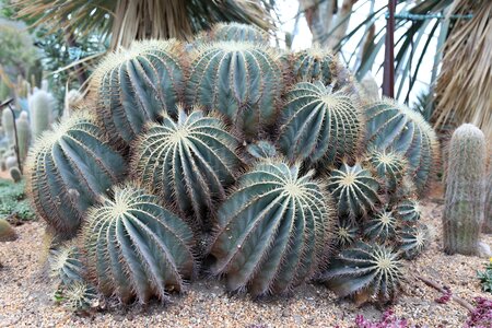 Nature cactus