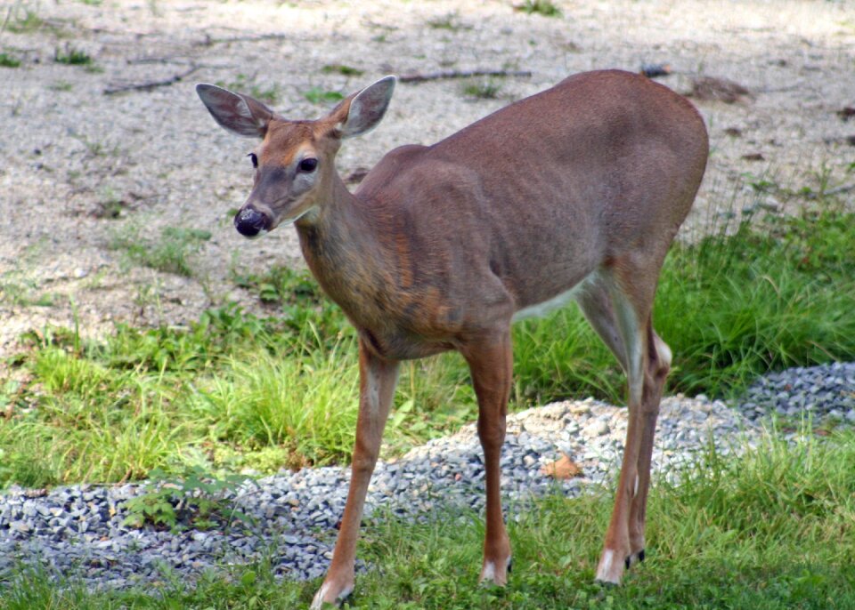 Doe nature outdoors