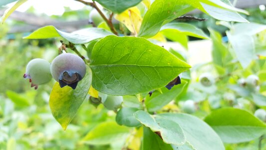 Blue healthy nature photo