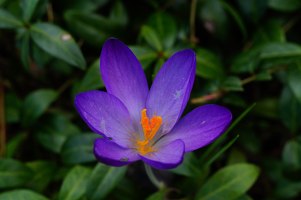 Flower spring bloom photo