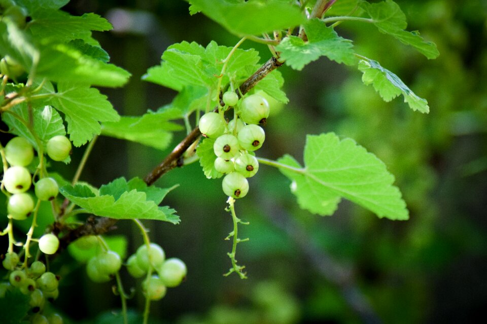 Unripe currant nature garden
