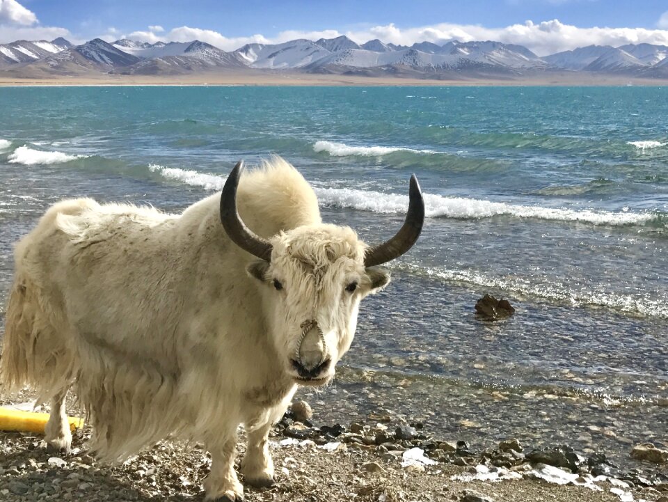 The big white cow december beach