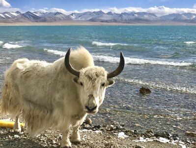 The big white cow december beach