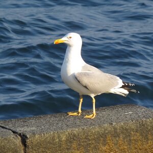 Seagull quay sea