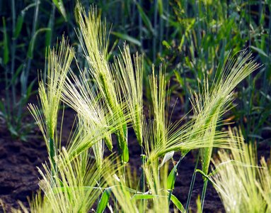 Dewdrop awns cereals photo