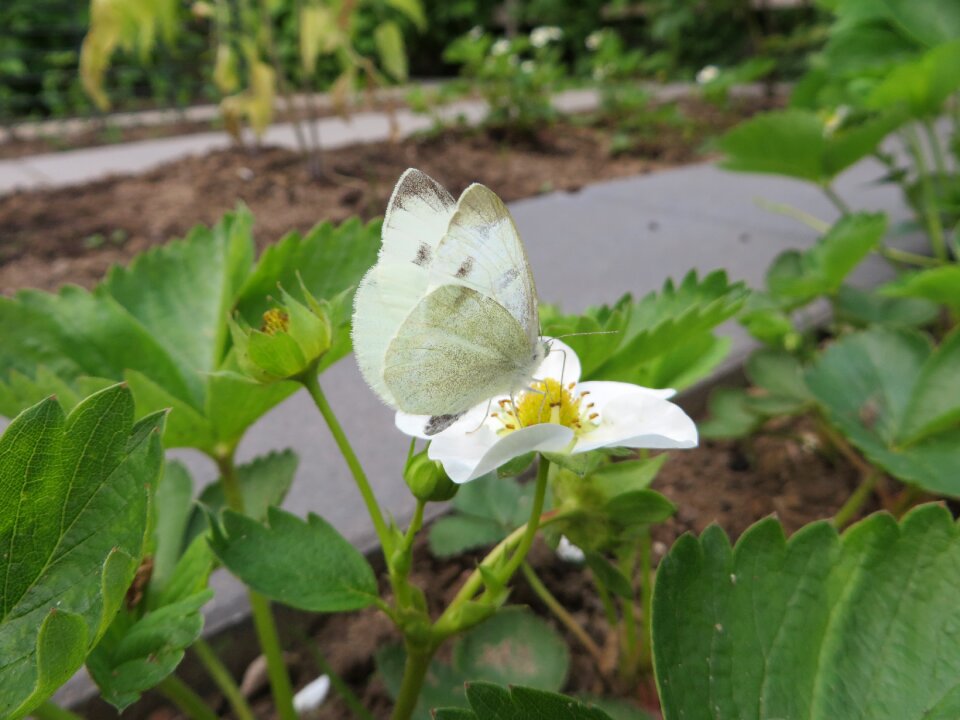 Insect summer spring