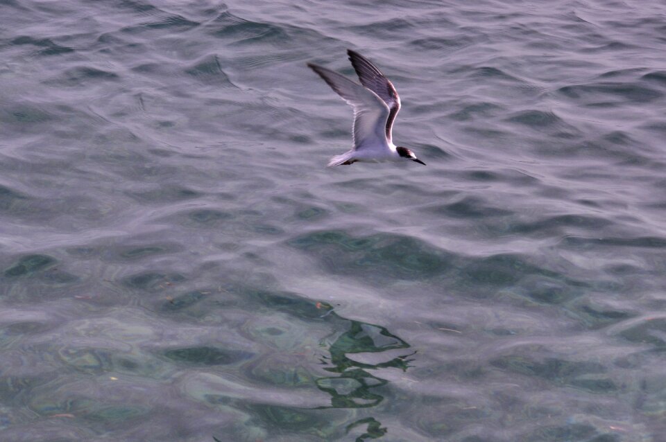 Bird is flight