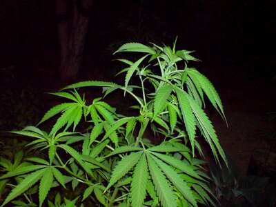 Cannabise green photo