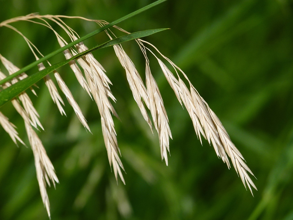 Plant nature growth