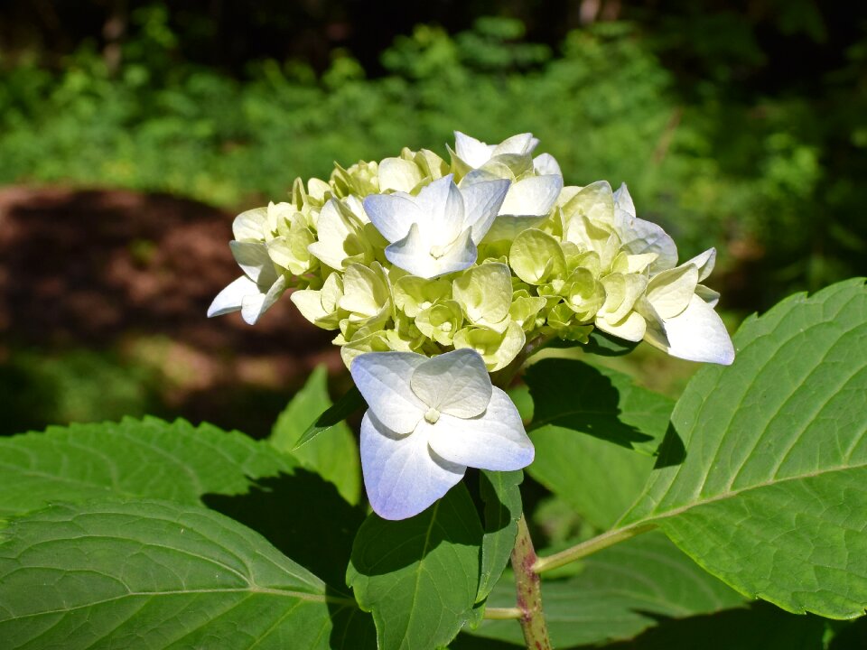 Flower bloom plant