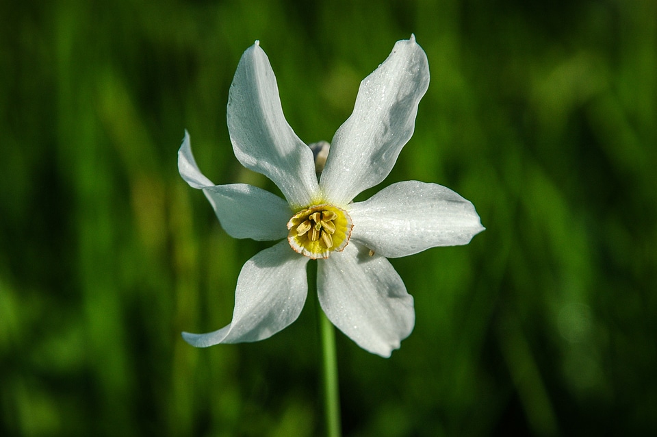 Flowers nature flower