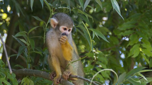 Animals monkey zoo