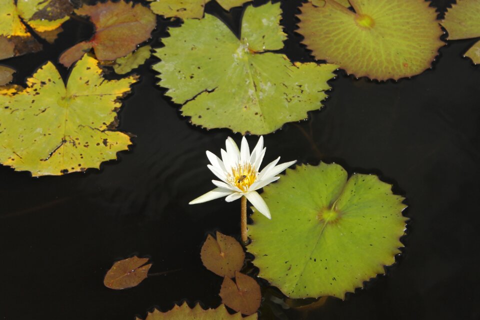 Flower water grass