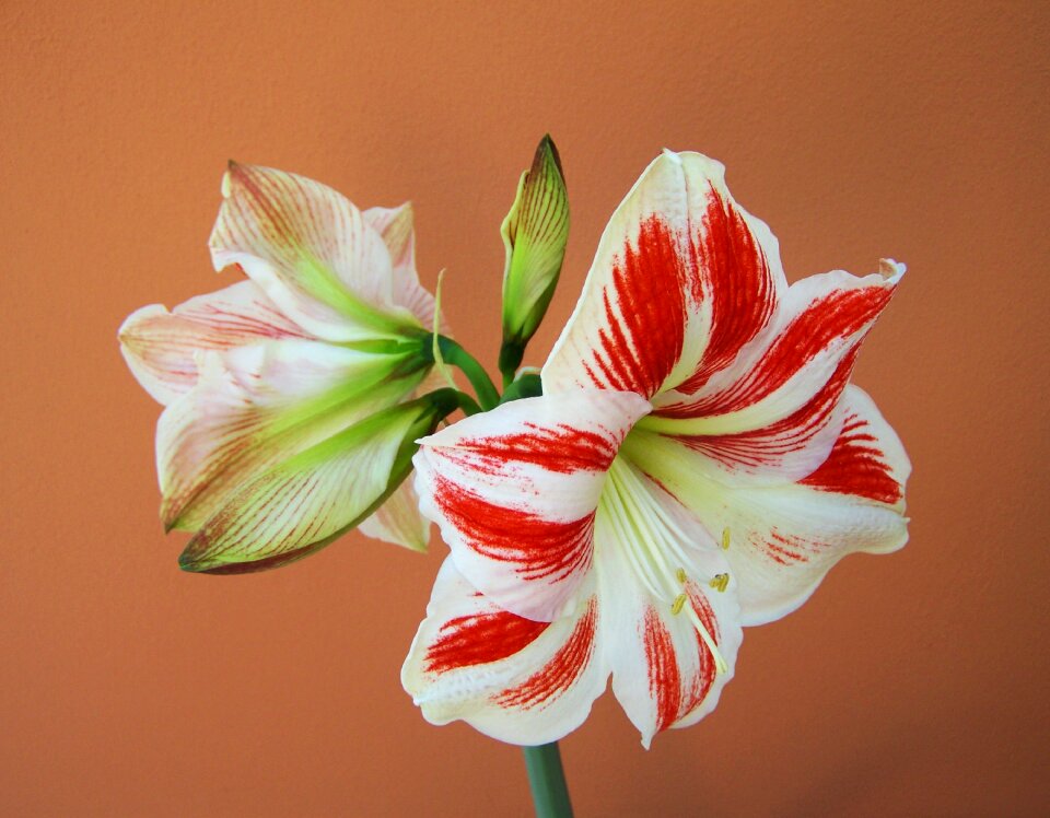 Amaryllis cone inflorescence bulbous plant