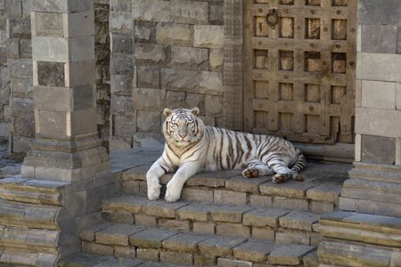 White tiger animals feline photo