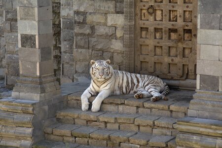 White tiger animals feline