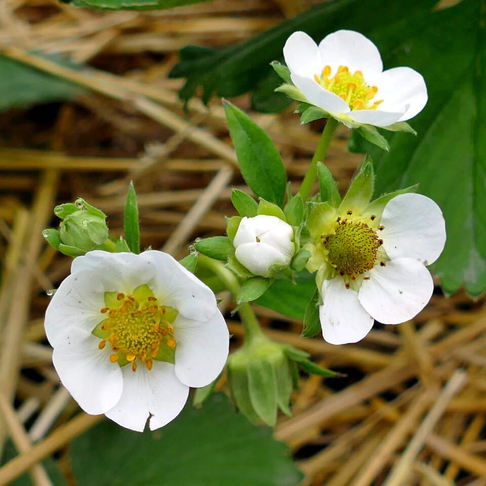 Flowers straw garden