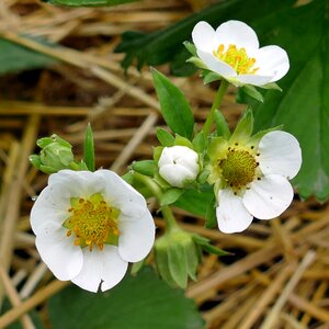 Flowers straw garden