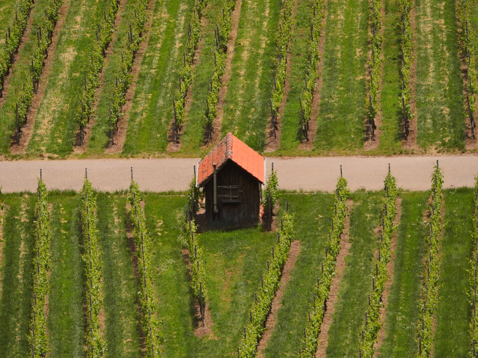 Wine top view winegrowing