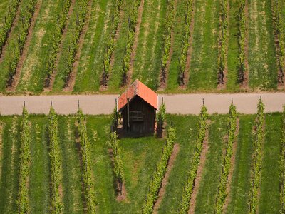 Wine top view winegrowing