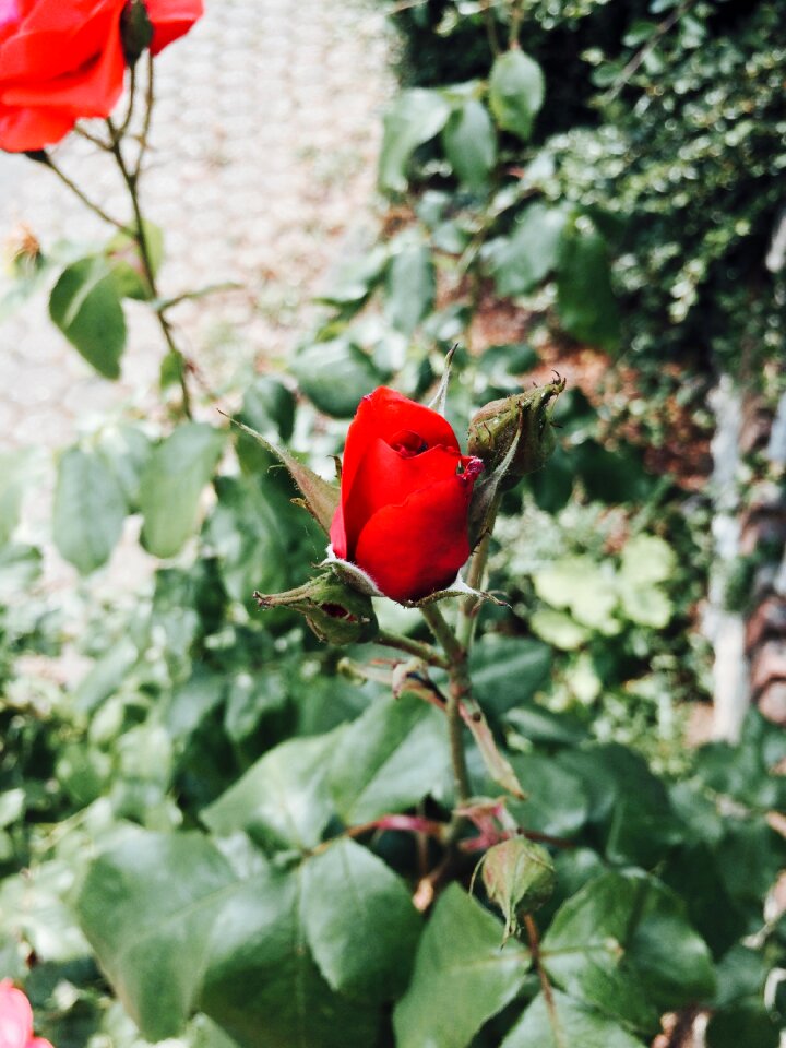 Flower red roses blossom