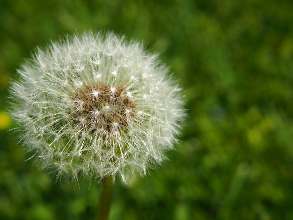 Spring nature plant