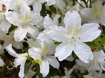 Azaleas white azalea