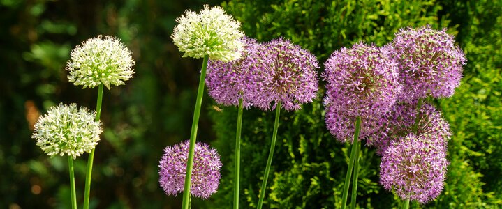 Garden summer leek