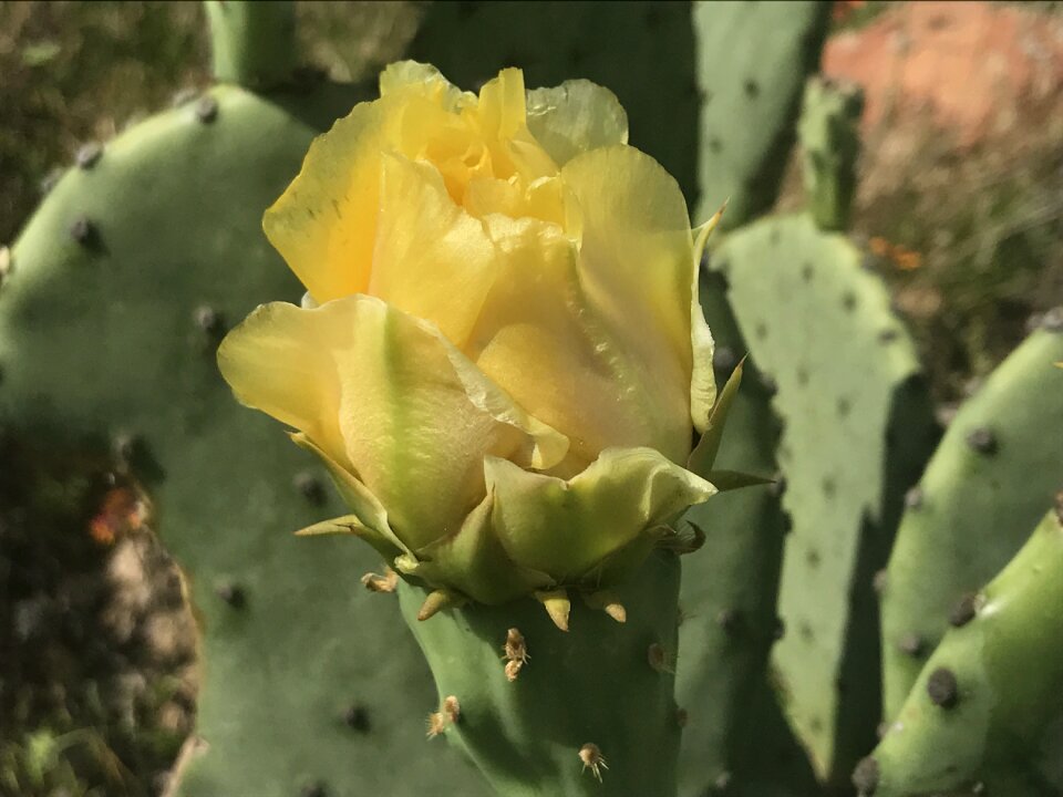 Prickly pear yellow sunny