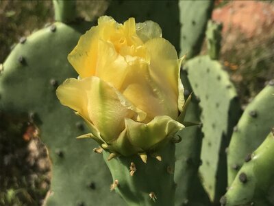 Prickly pear yellow sunny photo