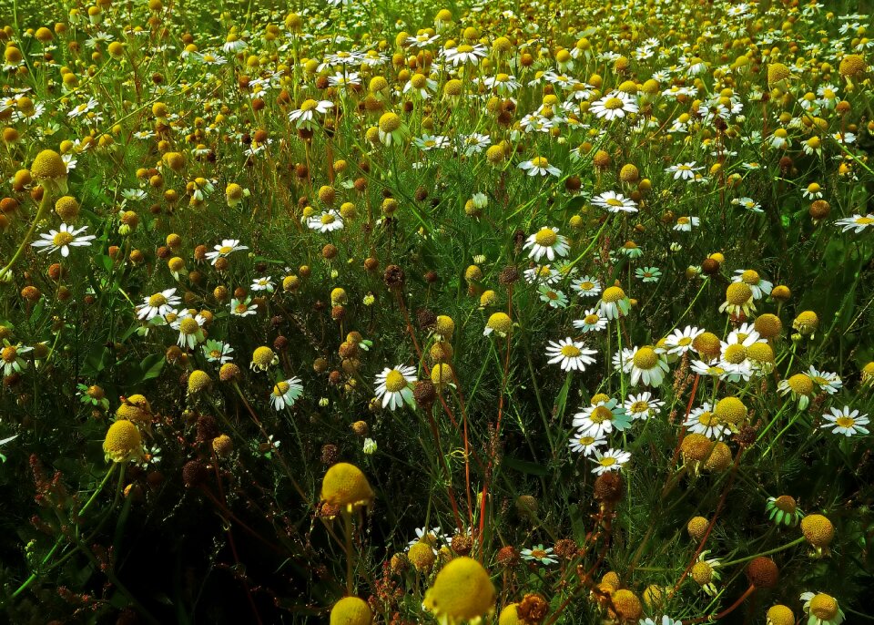 Flower nature flowers