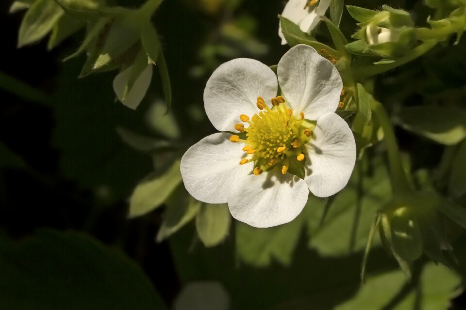 Strawberry fragaria garden strawberry
