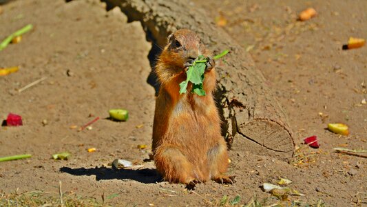 Sweet curious small