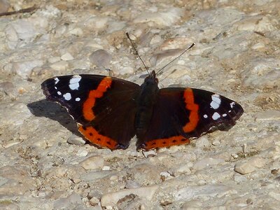 Insect batterfly wings