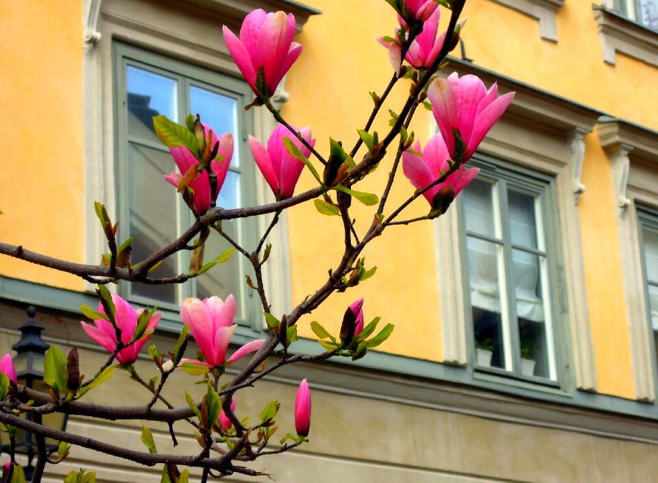 Nature beautiful flower