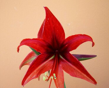 Amaryllis cone inflorescence bulbous plant photo