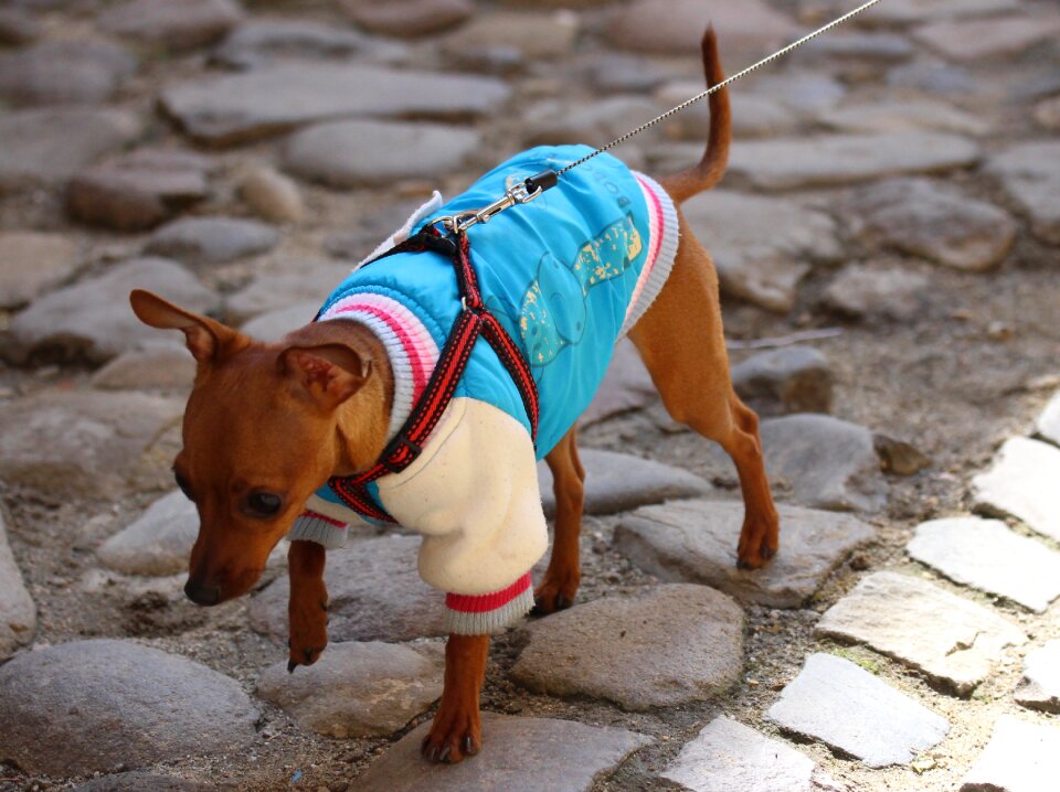 Fashion clothes chihuahua