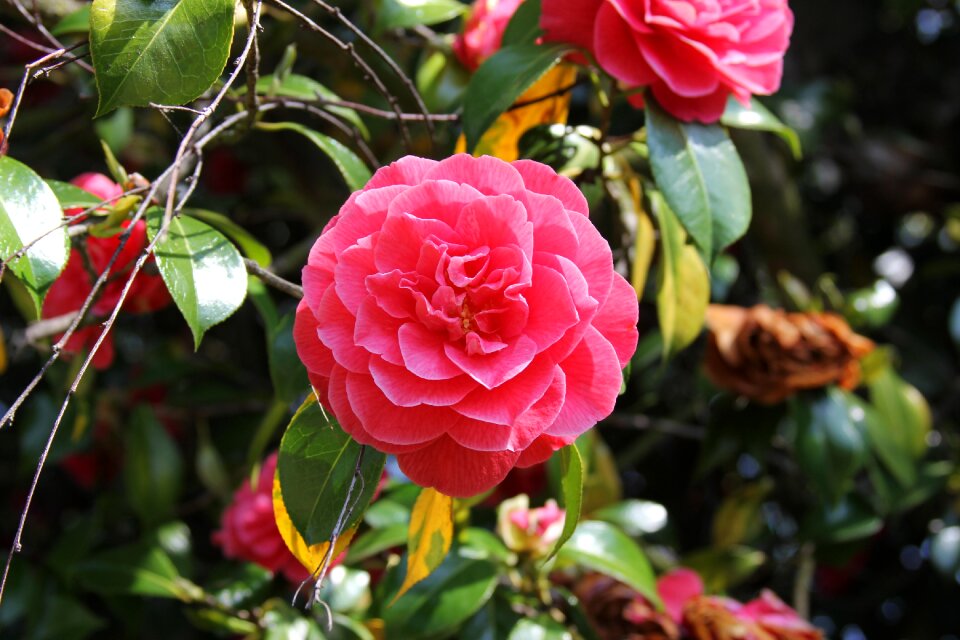 Floral plant garden