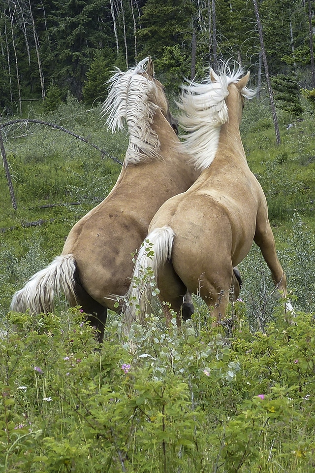 Animal wild wildlife