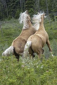 Animal wild wildlife