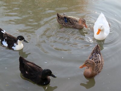 Duck animals pond