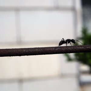 Ant fence insect