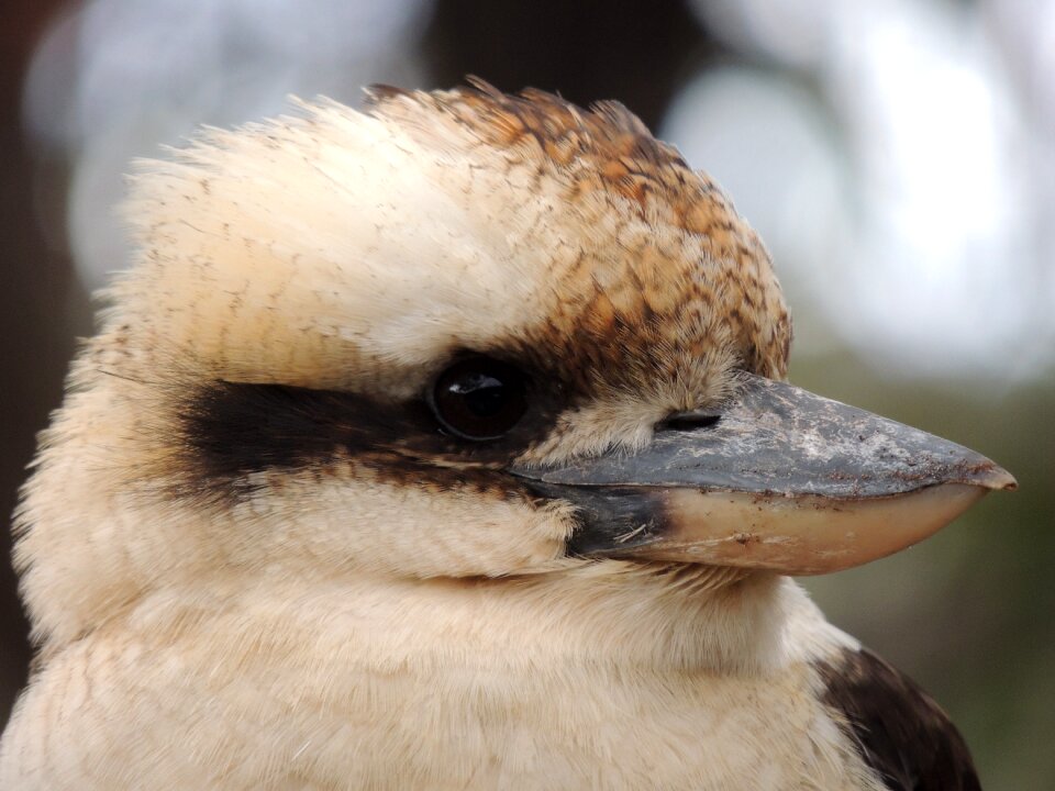 Bird wildlife wild