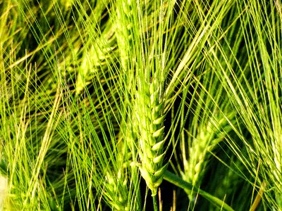 Cornfield field by chaitanya k