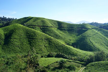 Tea cameron highland malaysia photo