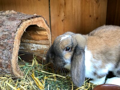 Floppy ear pet spoon photo